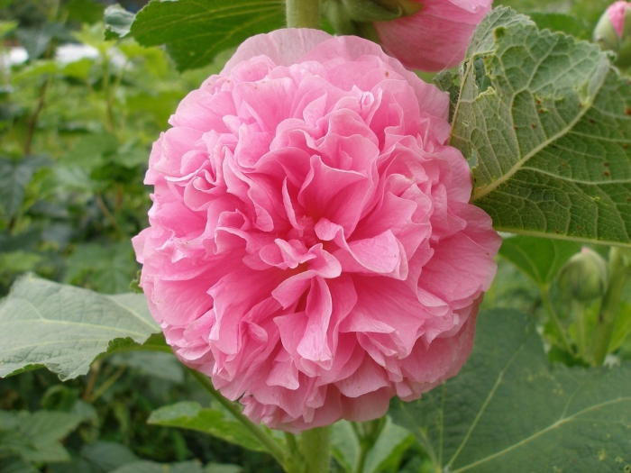 Мальва цветок махровая