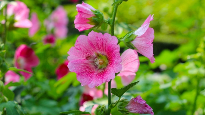 Растение мальва