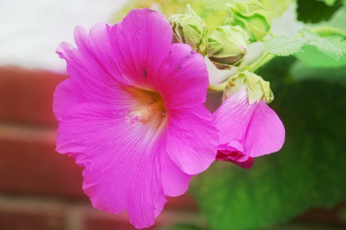 Мальва садовая