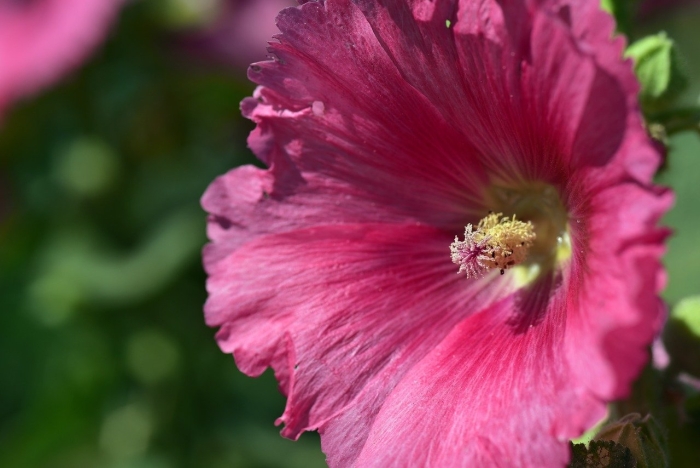 Мальва обыкновенная