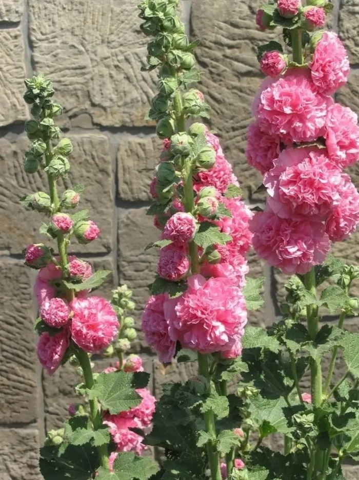 Мальва – alcea rosea