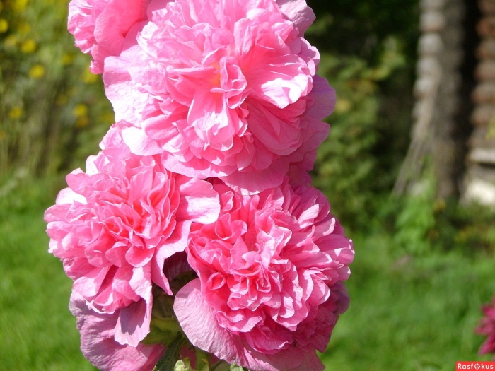 Мальва шток роза махровая