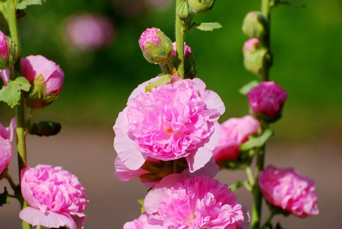 Шток роза мальва