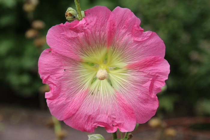 Мальва – alcea rosea