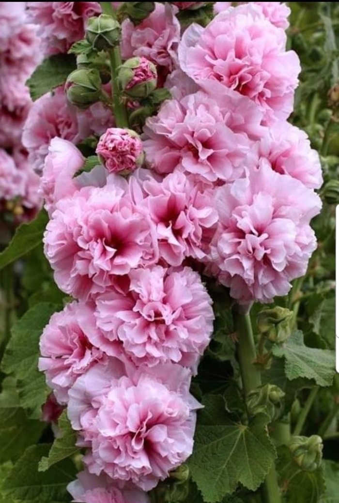 Мальва махровая многолетняя