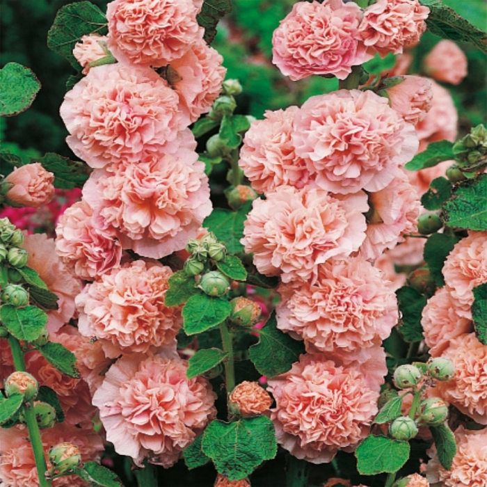 Мальва шток роза махровая