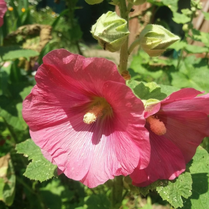 Мальва розовая