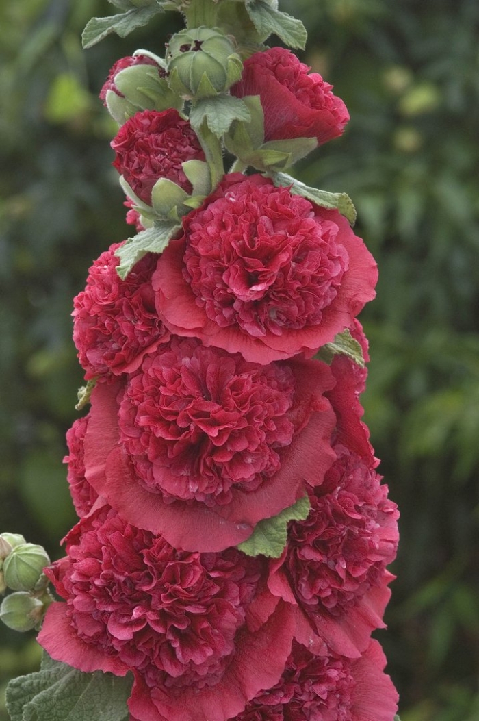 Шток роза махровая