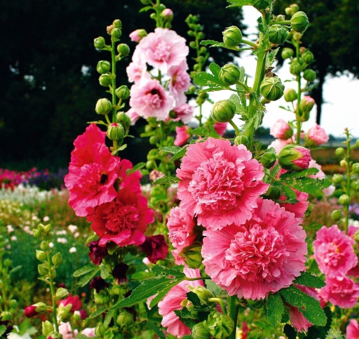 Шток-роза(мальва) королевская