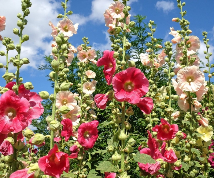 Мальва – alcea rosea
