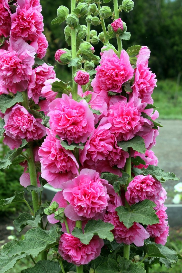 Мальва махровая многолетняя