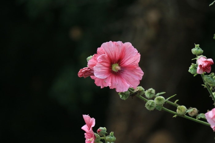 Hollyhock мальва