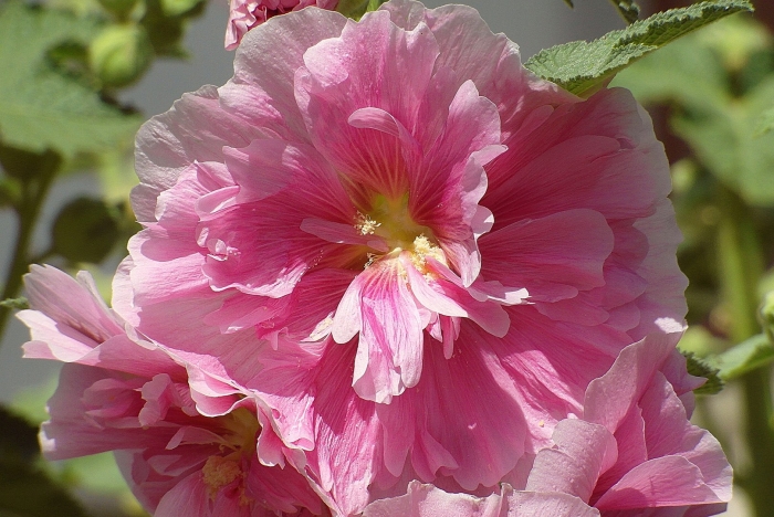 Мальва цветы