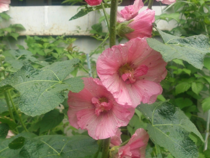 Мальва розовая башня