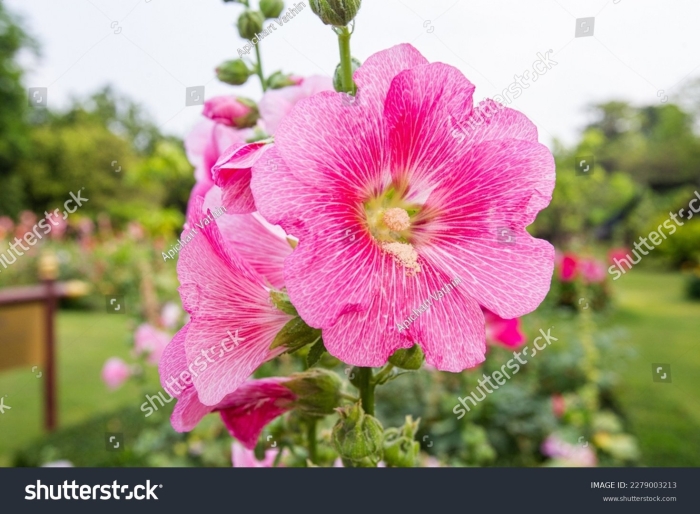 Mito hollyhock