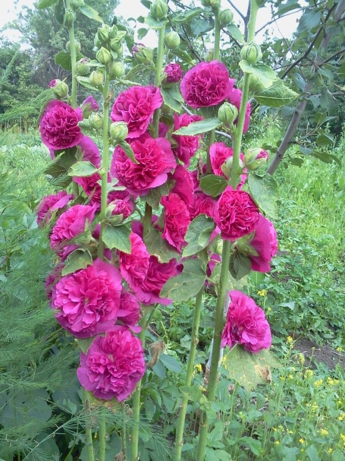 Мальва шток роза скарлет