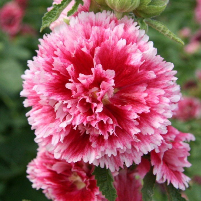 Мальва фиеста