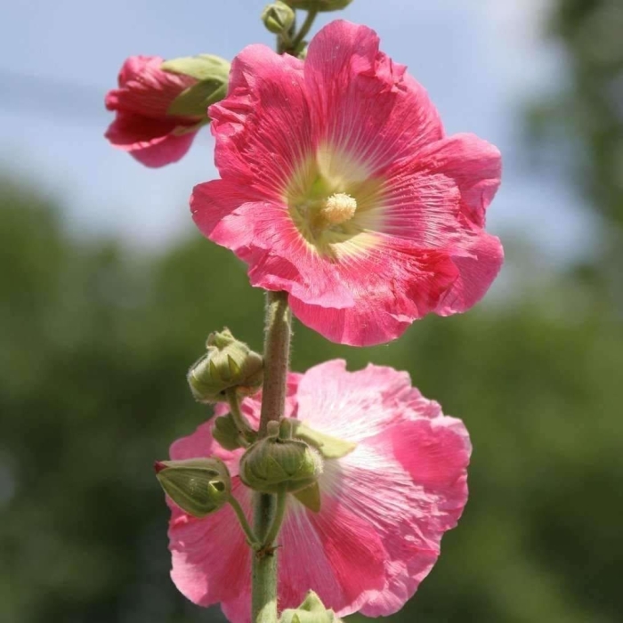 Шток роза любава