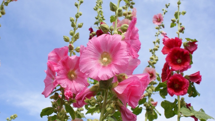 Мальва – alcea rosea