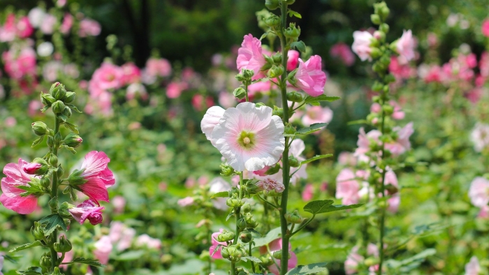 Mito hollyhock