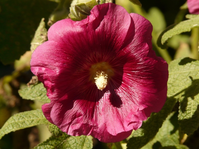 Alcea rosea hollyhock
