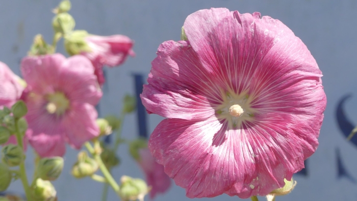 Цветки мальвы