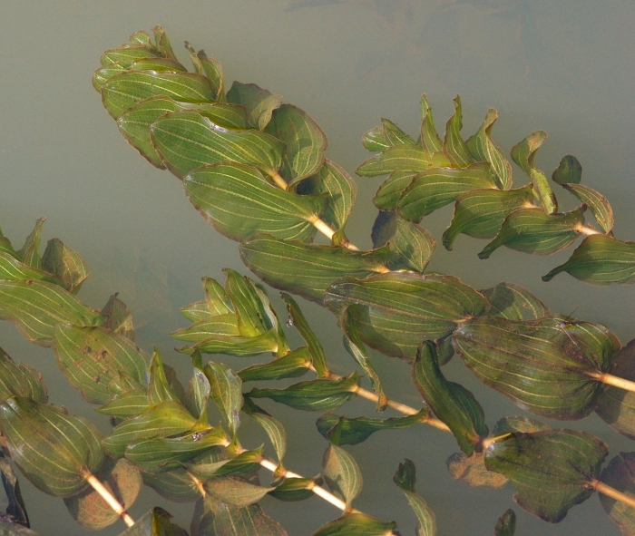 Potamogeton perfoliatus