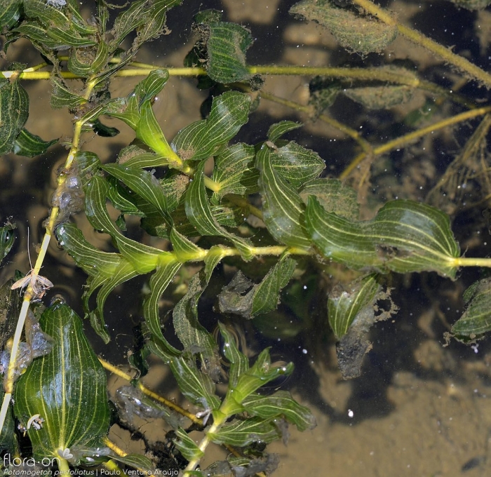 Рдест пронзённолистный