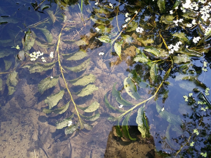 Potamogeton lucens l.