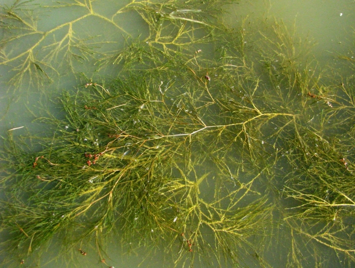 Рдест гребенчатый (potamogeton pectinatus)