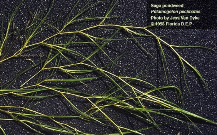 Potamogeton pusillus