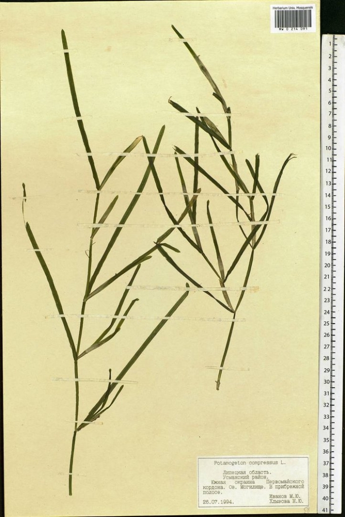 Potamogeton compressus