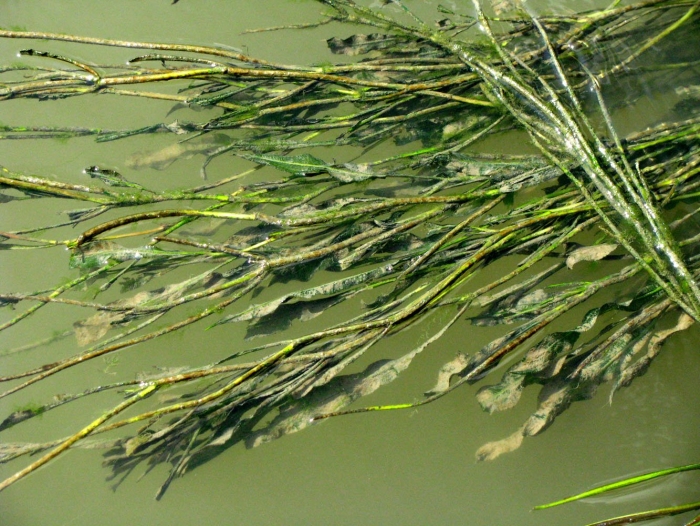 Рдест блестящий (potamogeton lucens)