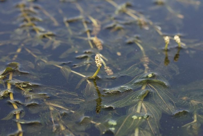 Рдест пронзеннолистный