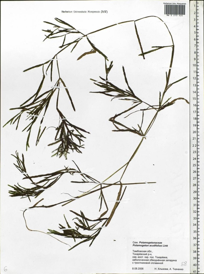 Рдест фриса