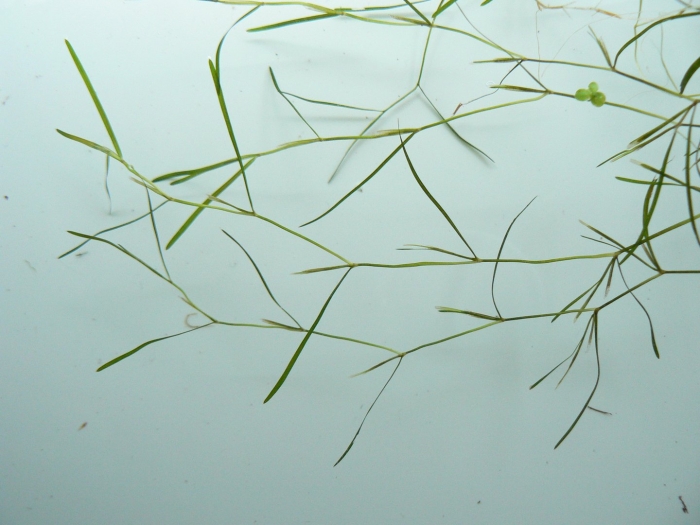 Zannichellia pedunculata