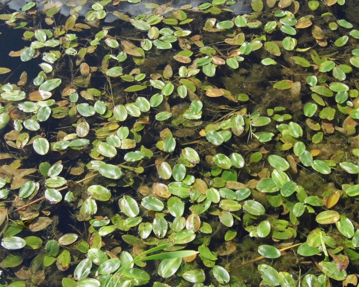 Рдест плавающий . potamogeton natans