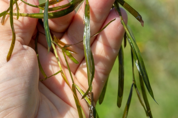 Potamogeton lucens