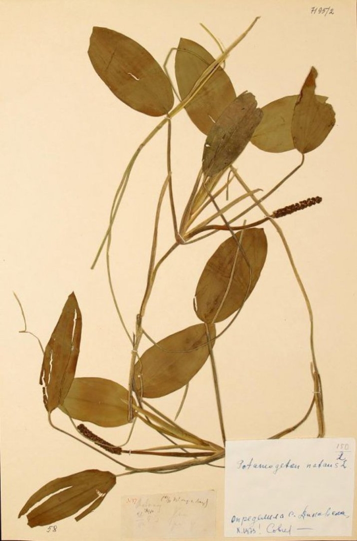 Рдест плавающий