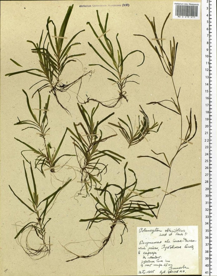 Свинорой пальчатый