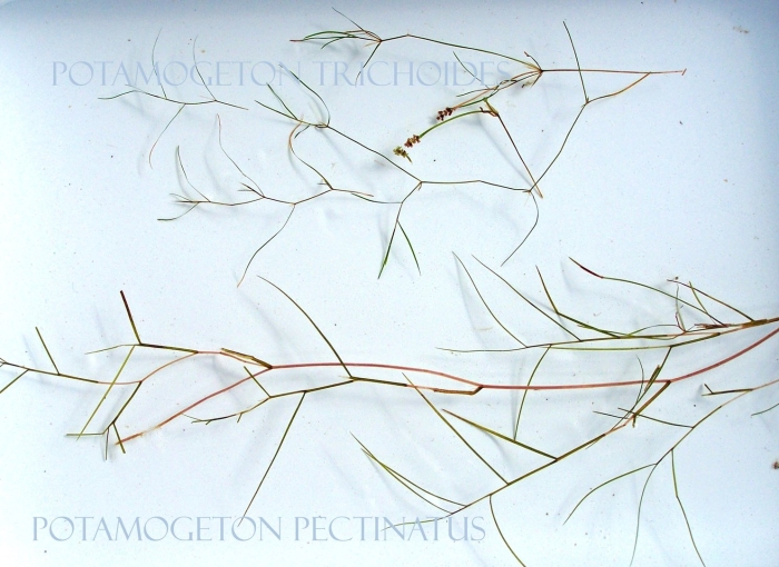 Potamogeton trichoides