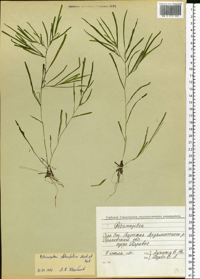 Potamogeton obtusifolius