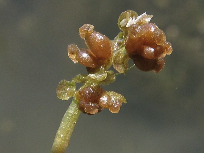 Potamogeton pectinatus