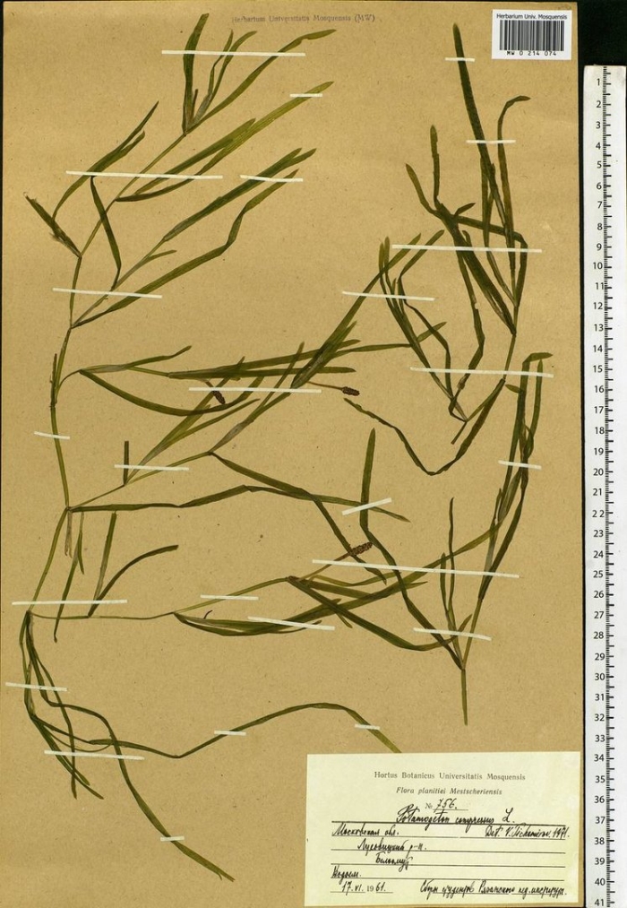 Рдест сплюснутый