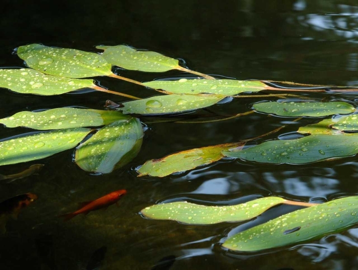 Водные растения для пруда очищающие воду