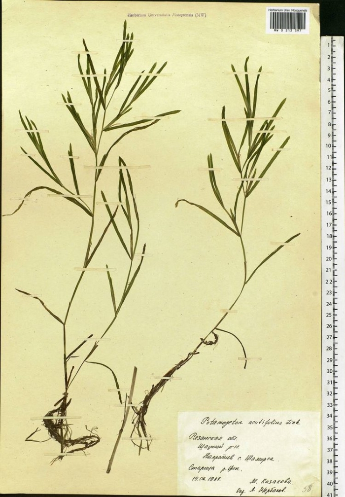 Рдест туполистный