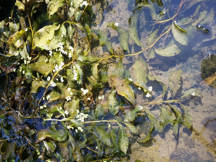 Potamogeton lucens l.