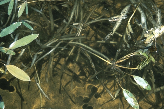 Potamogeton diversifolius