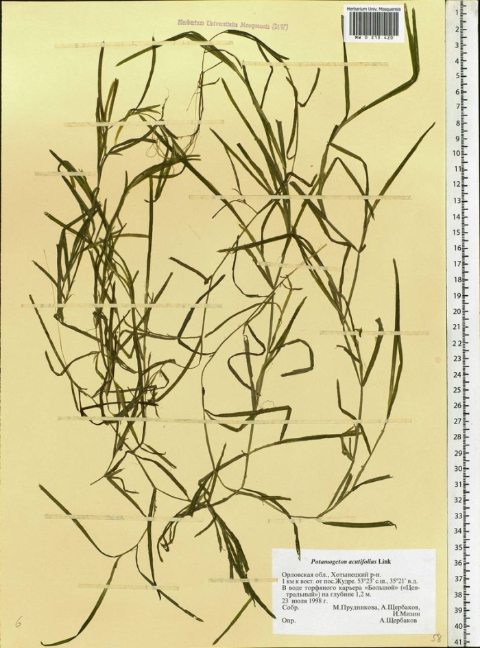 Potamogeton acutifolius