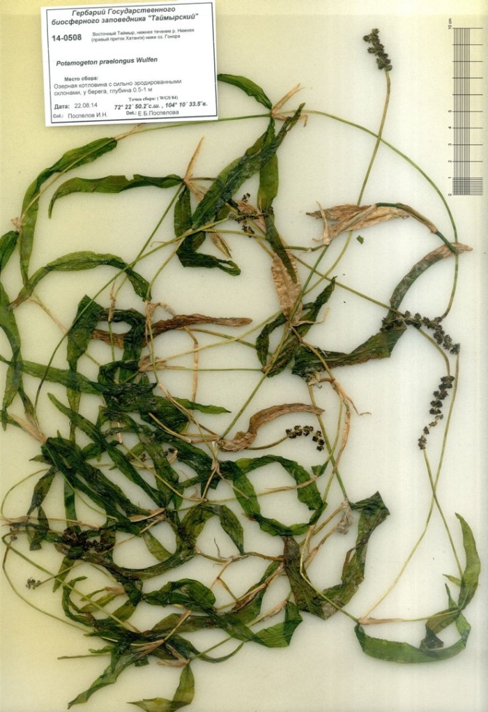 Рдест длиннейший растение